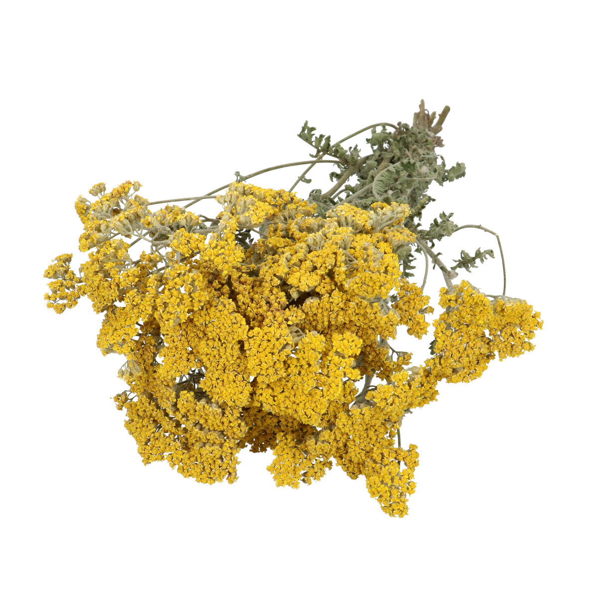 Achillea Moonschine 60cm